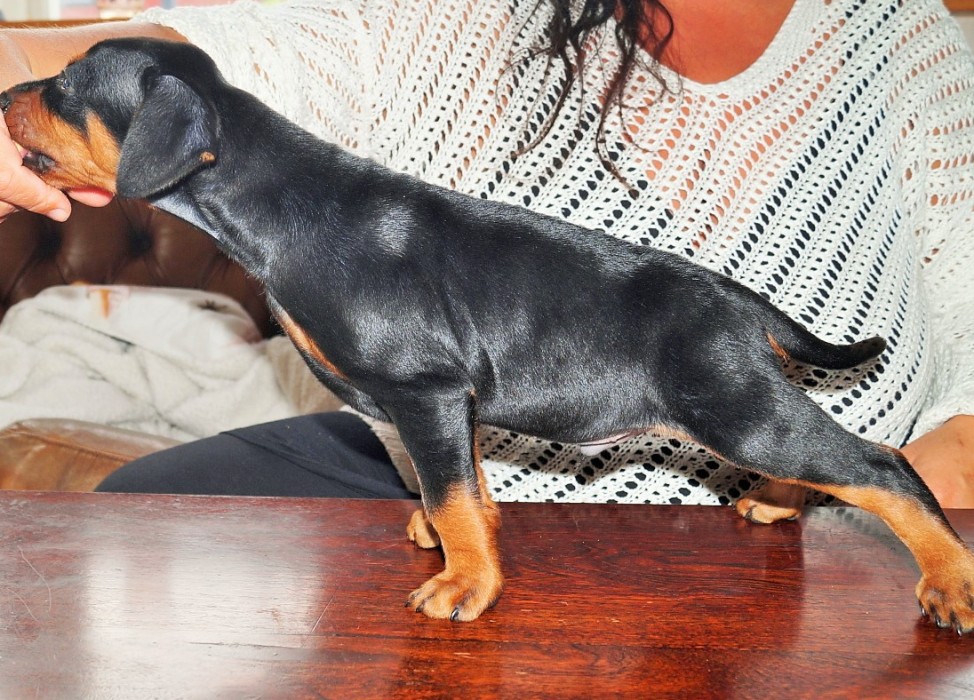 Pinscher * Xélanc Young Ykela 12 veckor
